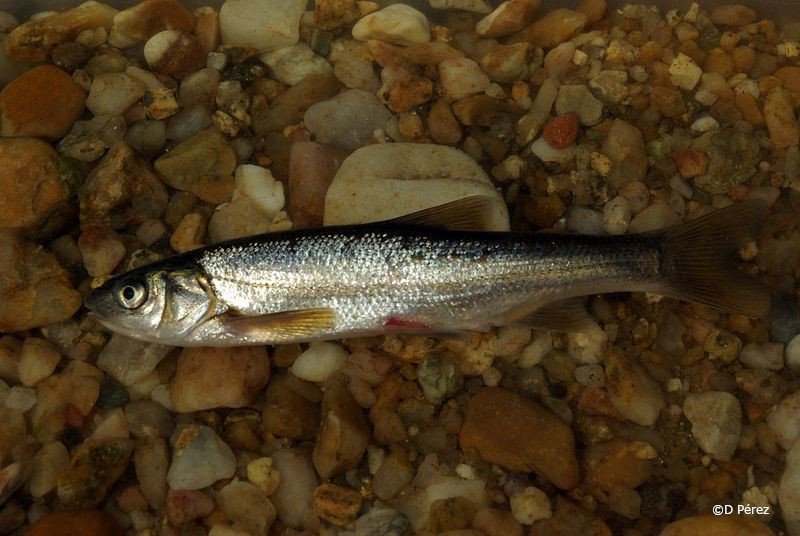 Achondrostoma salmantinum