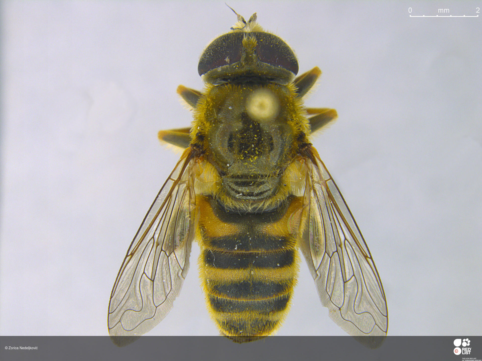Merodon antonioi