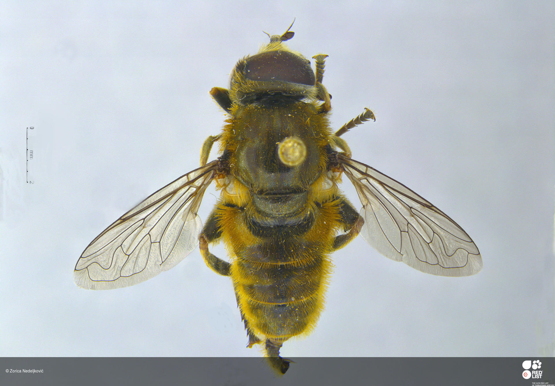 Merodon arundanus