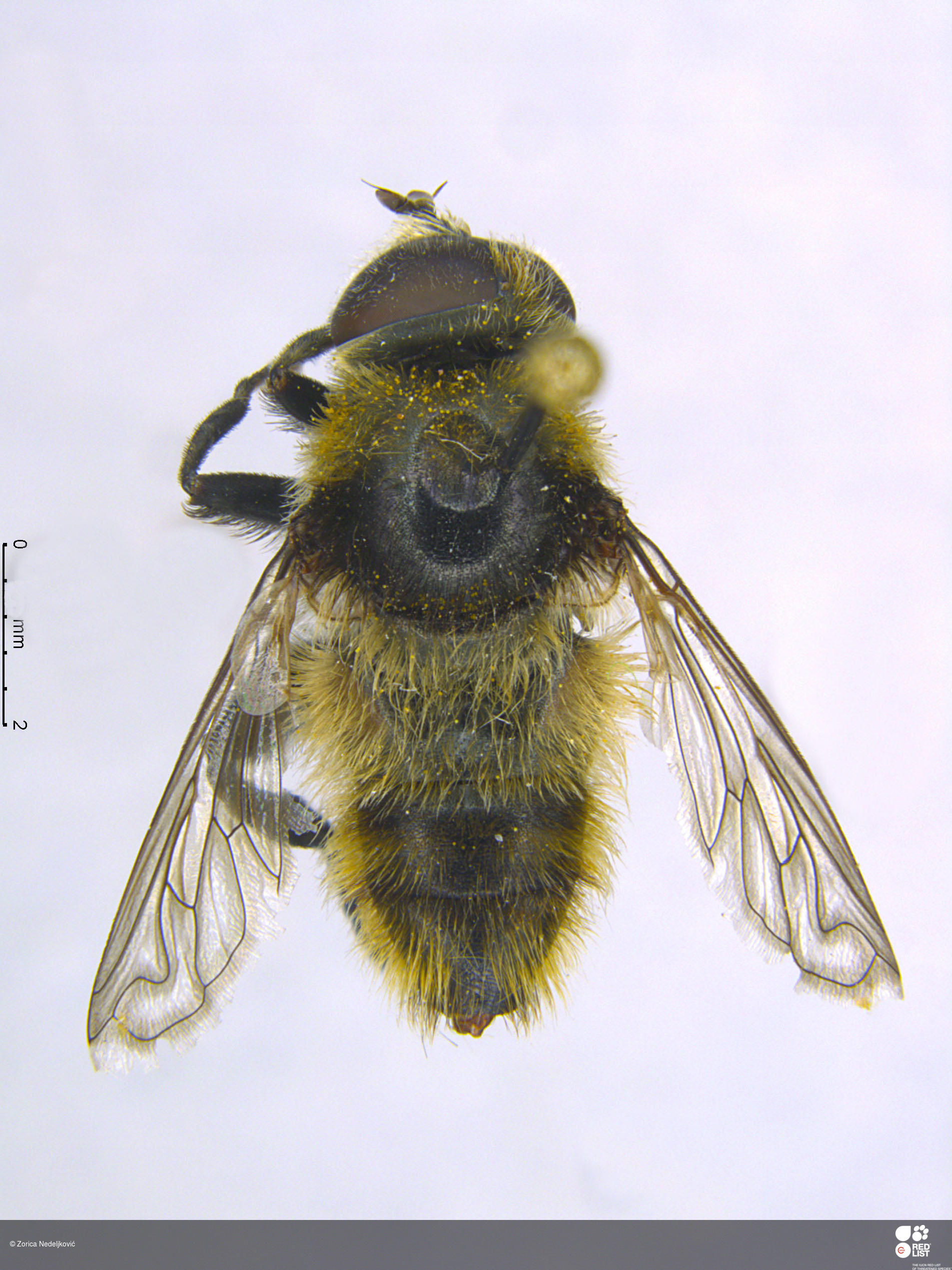 Merodon confusus