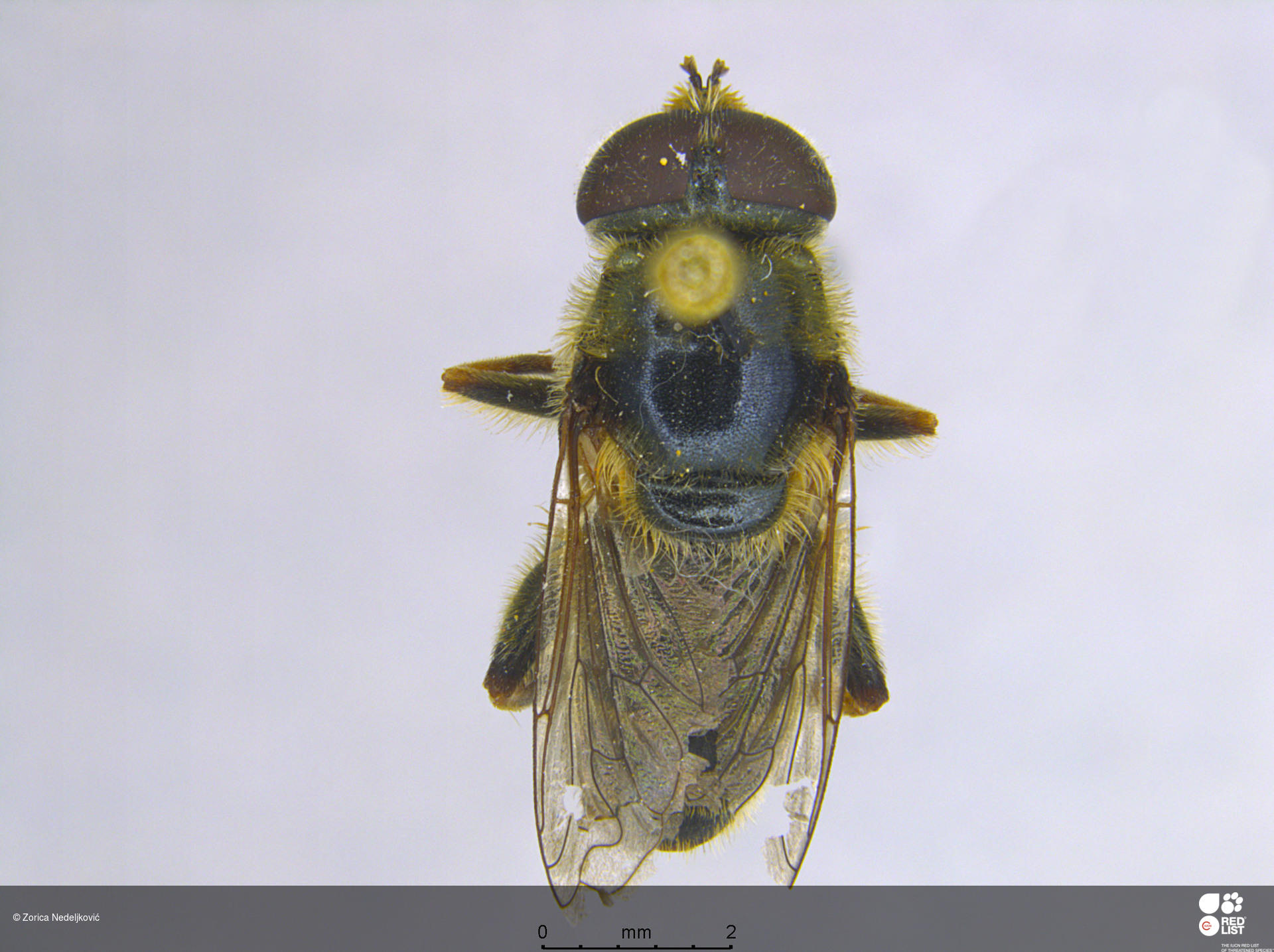 Merodon crypticus