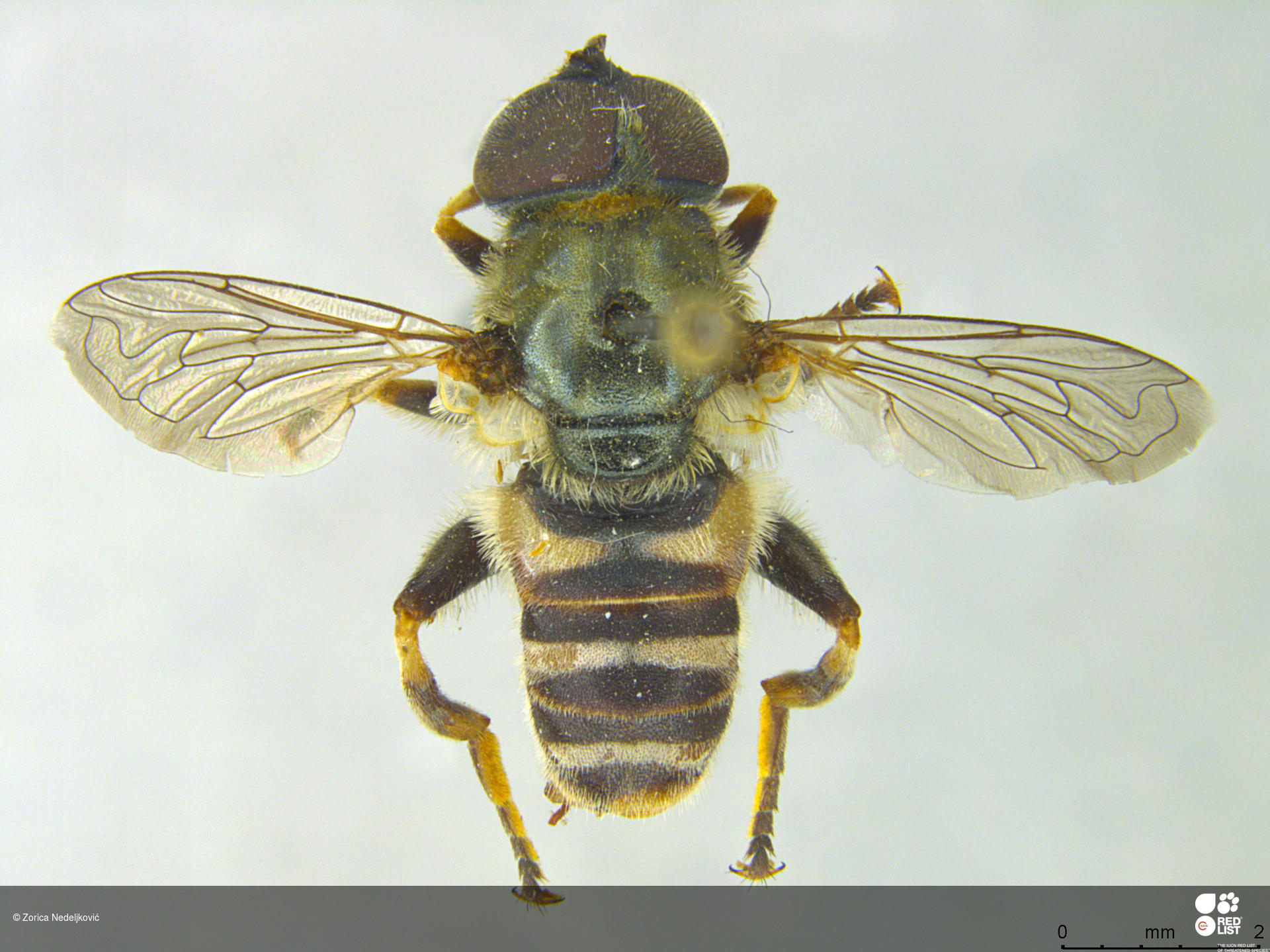 Merodon escorialensis