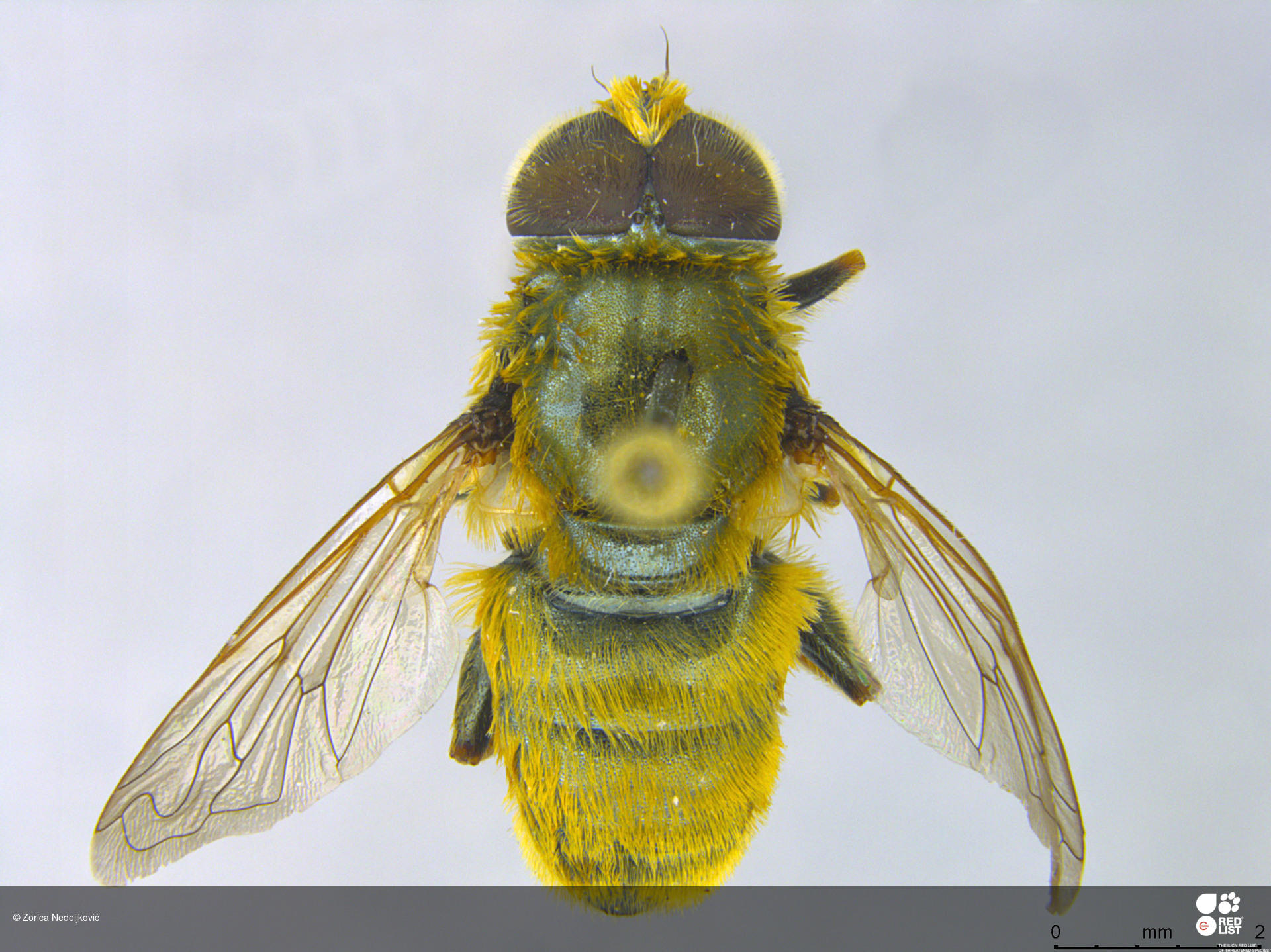 Merodon legionensis