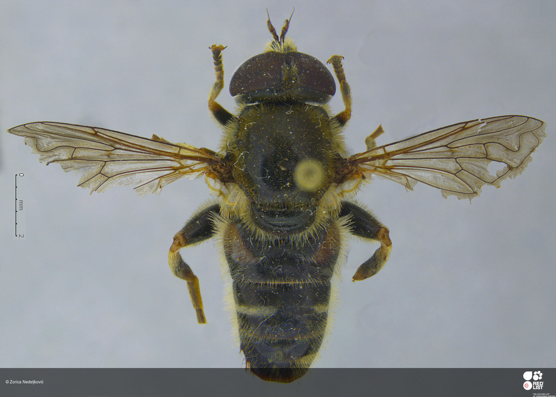Merodon longispinus