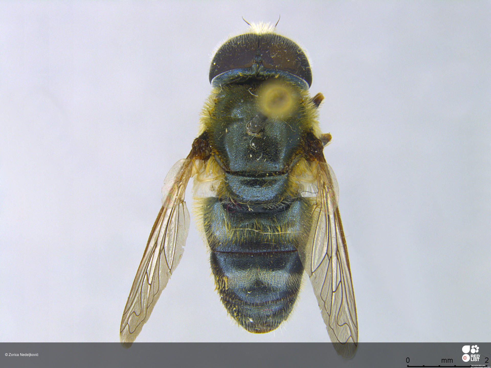 Merodon quercetorum