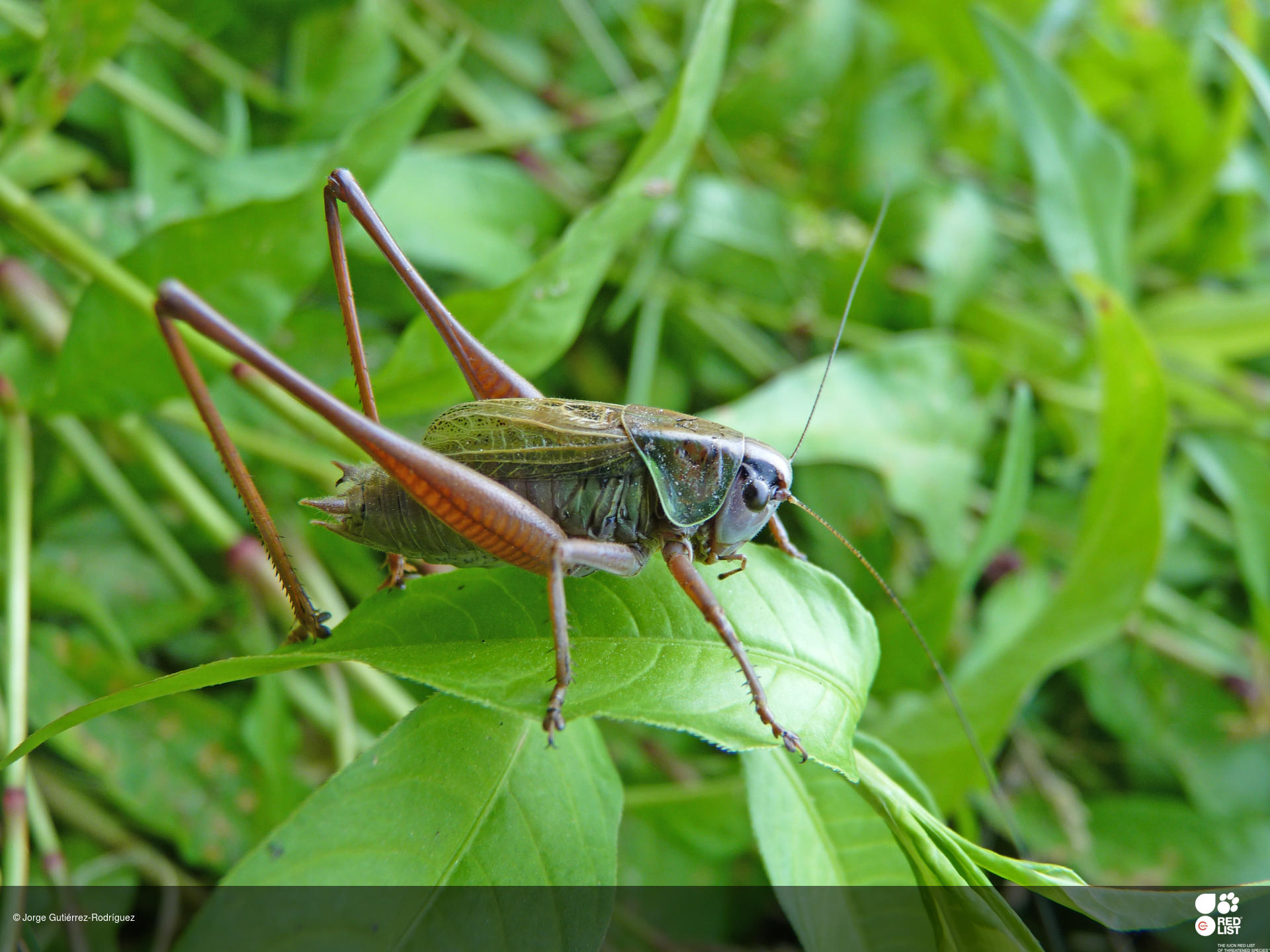 Metrioptera ambigua