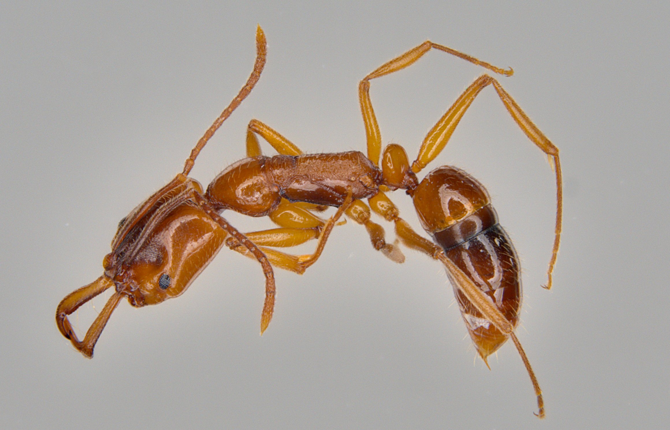 Anochetus ghilianii