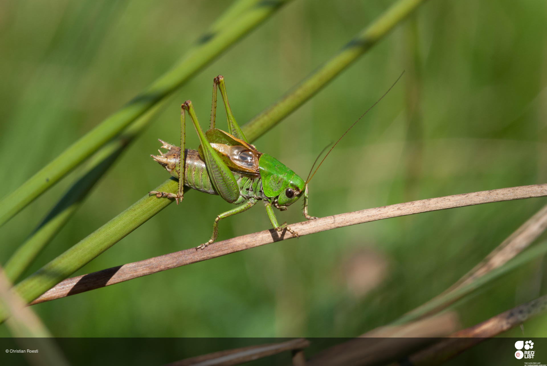 Metrioptera buyssoni