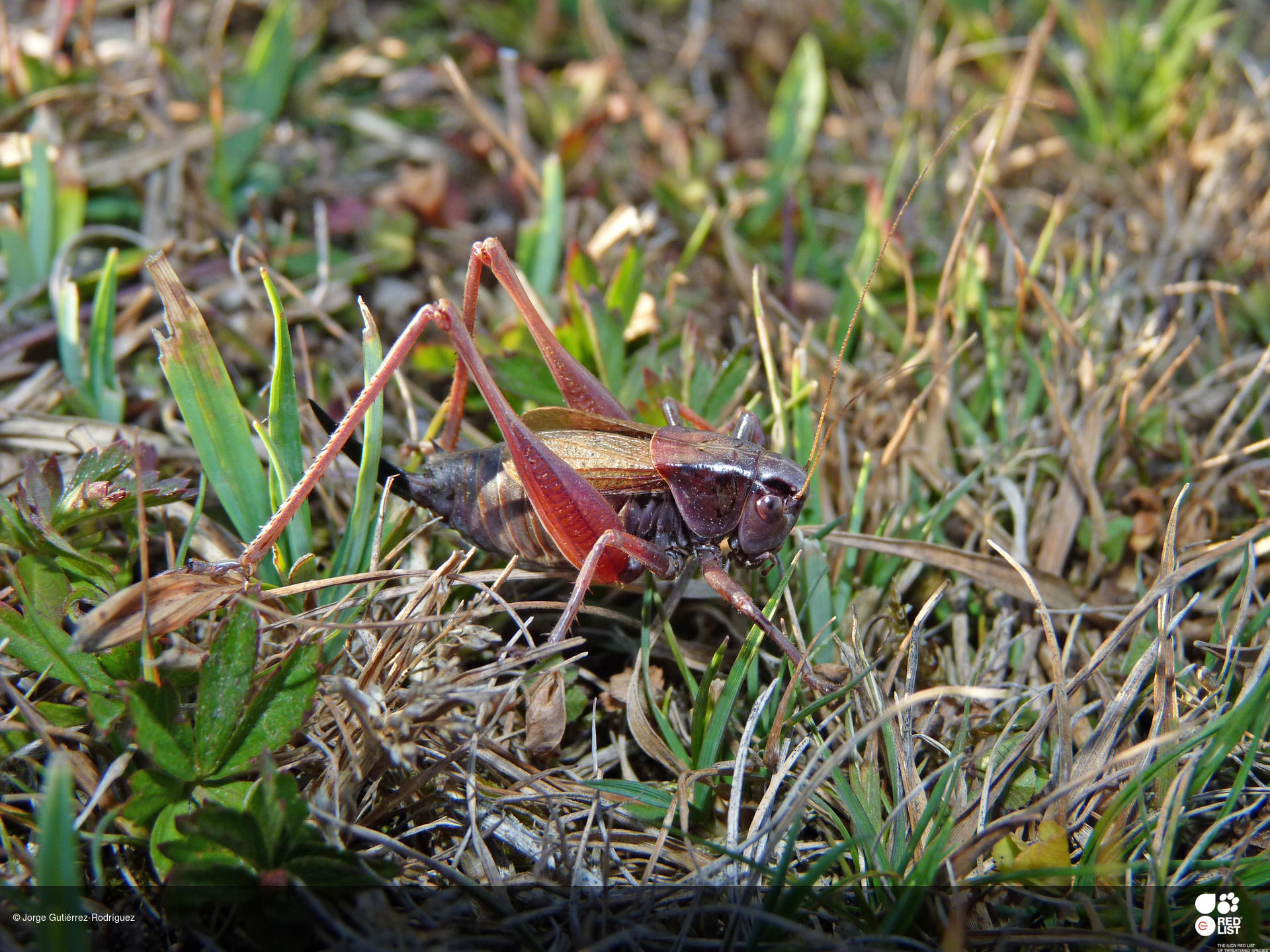 Metrioptera maritima