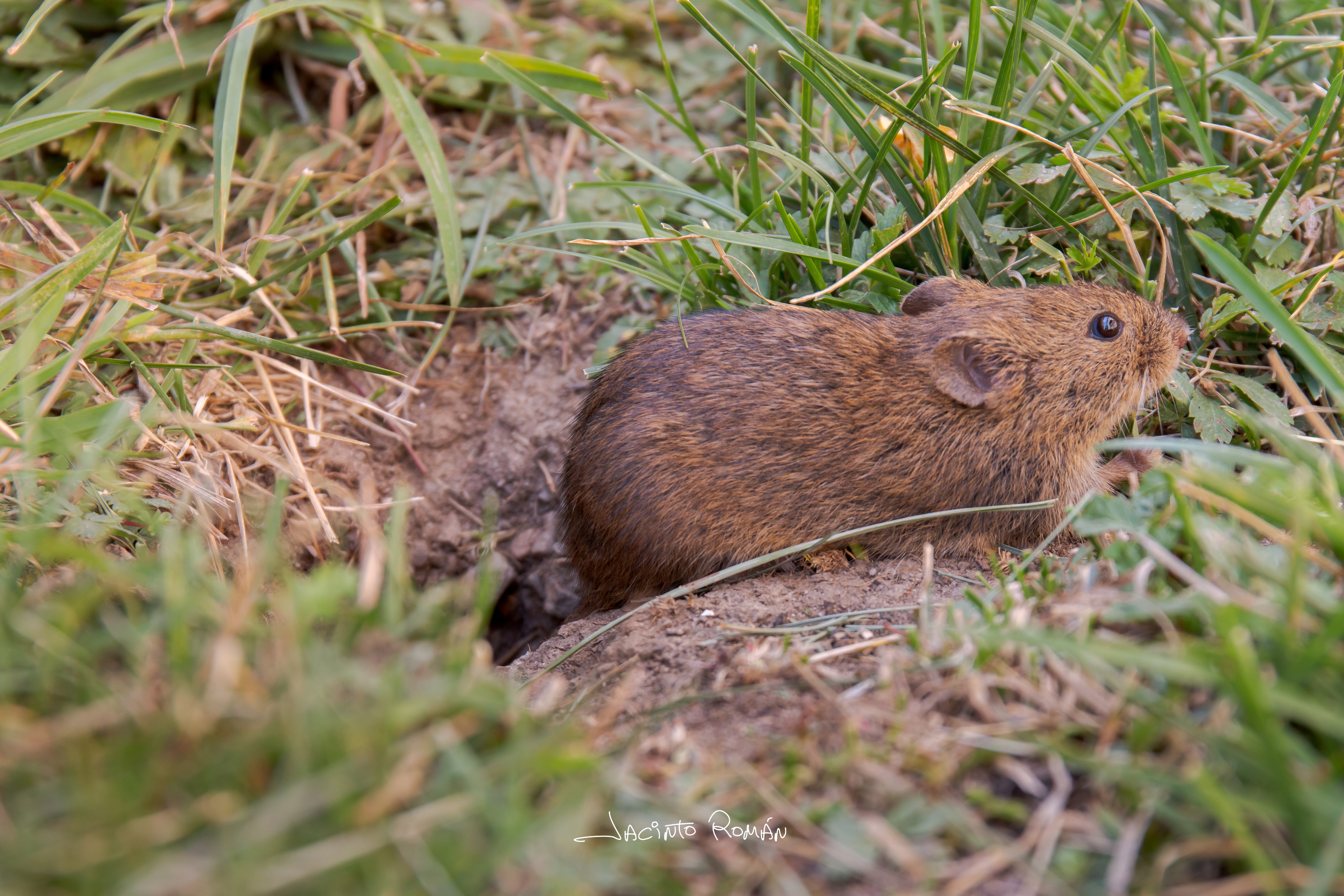 Microtus arvalis