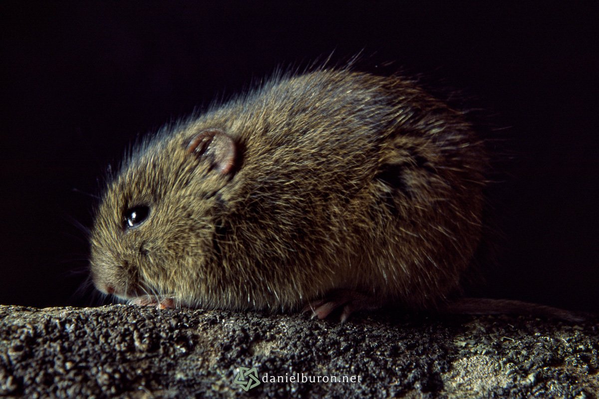 Microtus cabrerae
