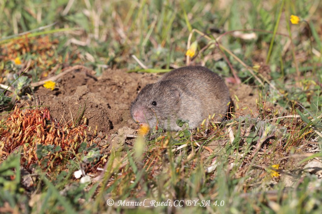 Microtus duodecimcostatus