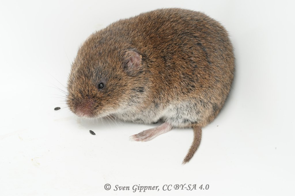 Microtus gerbii