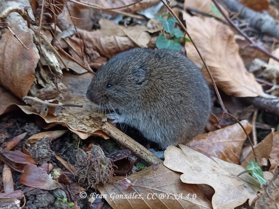 Microtus lavernedii