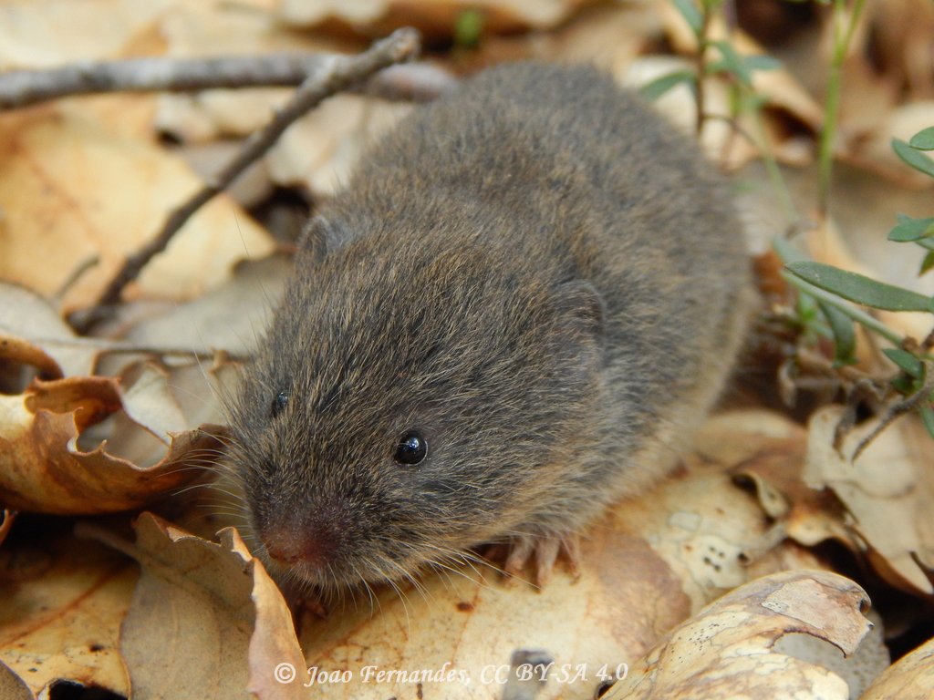 Microtus lusitanicus