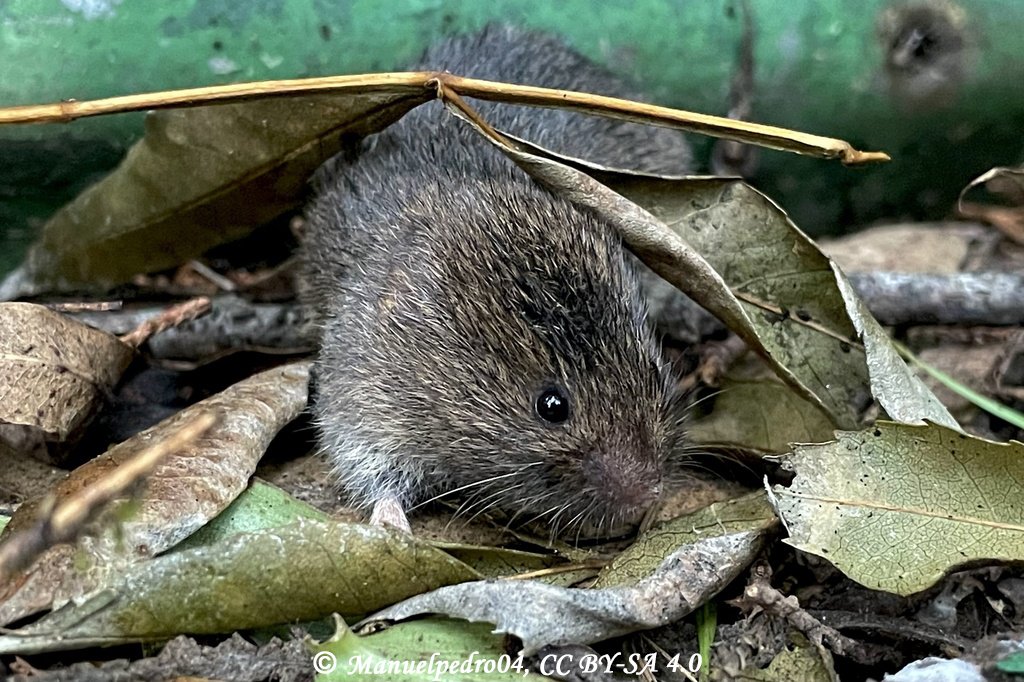 Microtus rozianus
