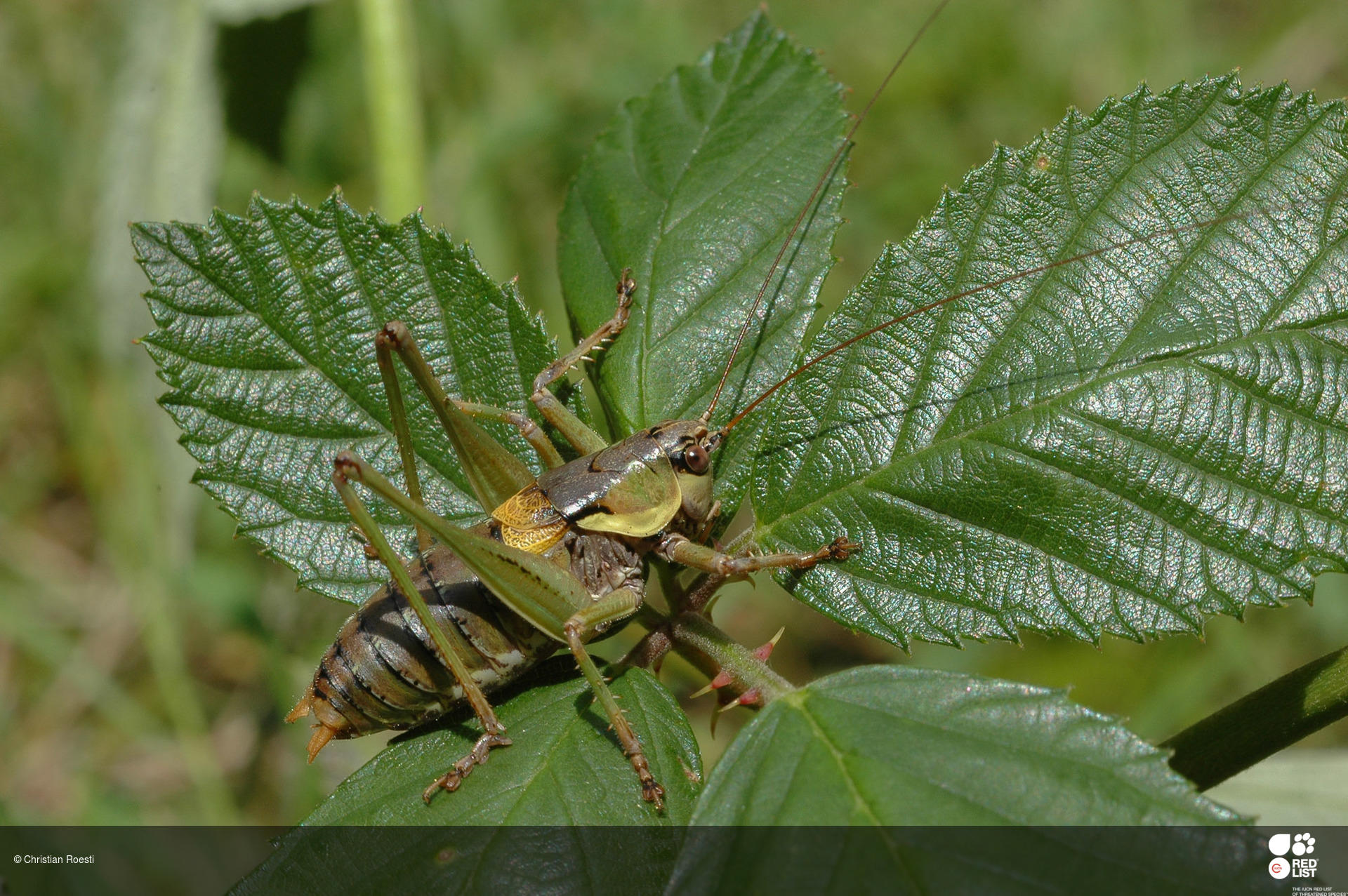 Antaxius chopardi