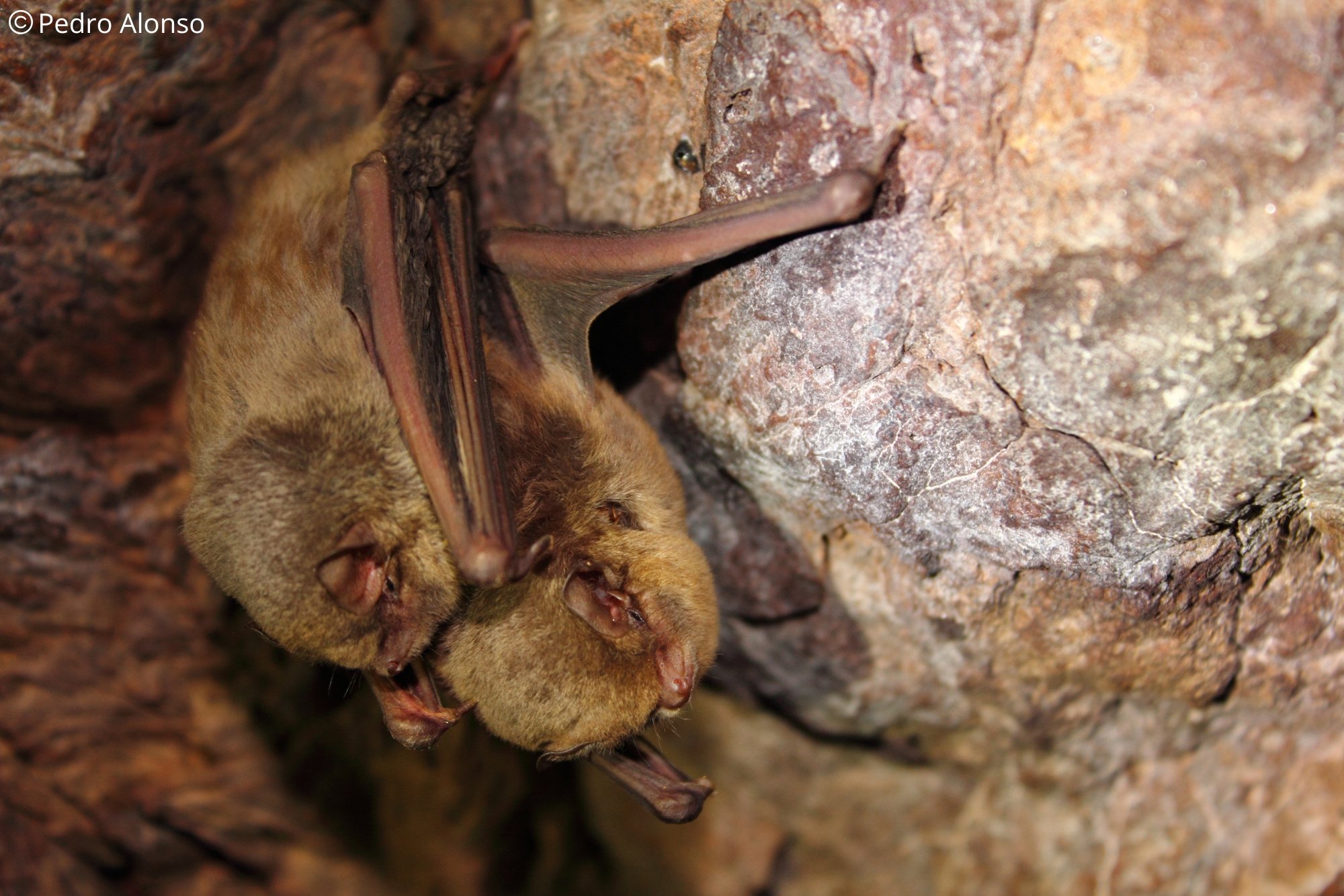 Miniopterus schreibersii
