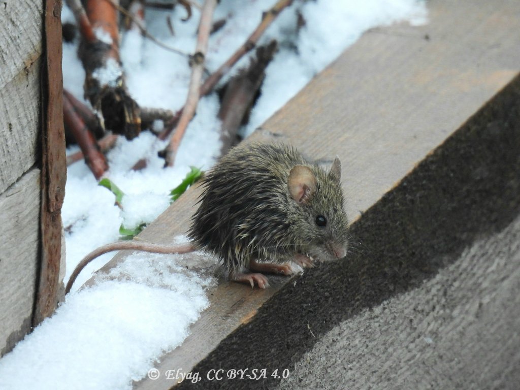 Mus musculus