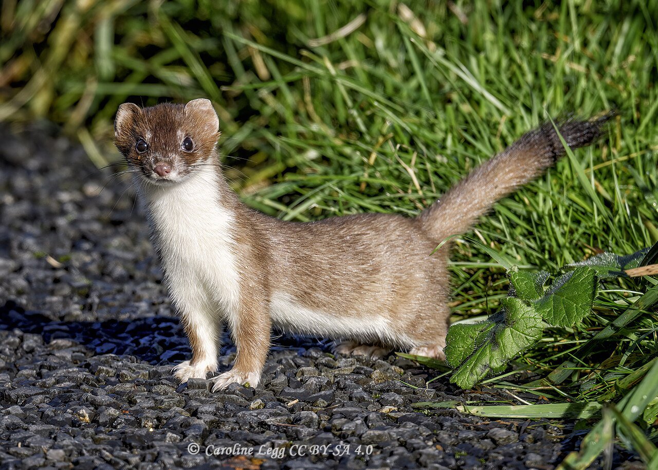 Mustela erminea