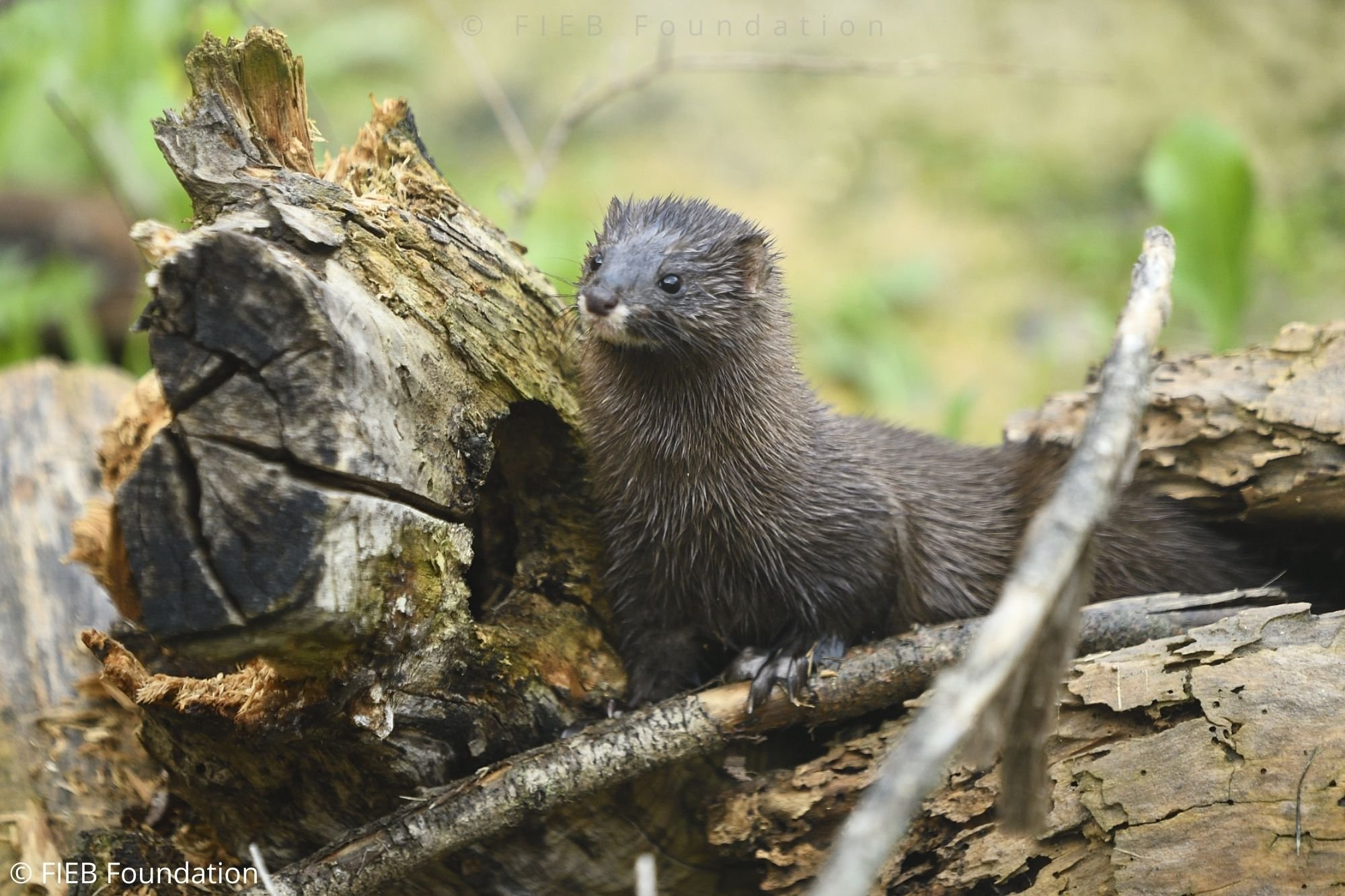 Mustela lutreola