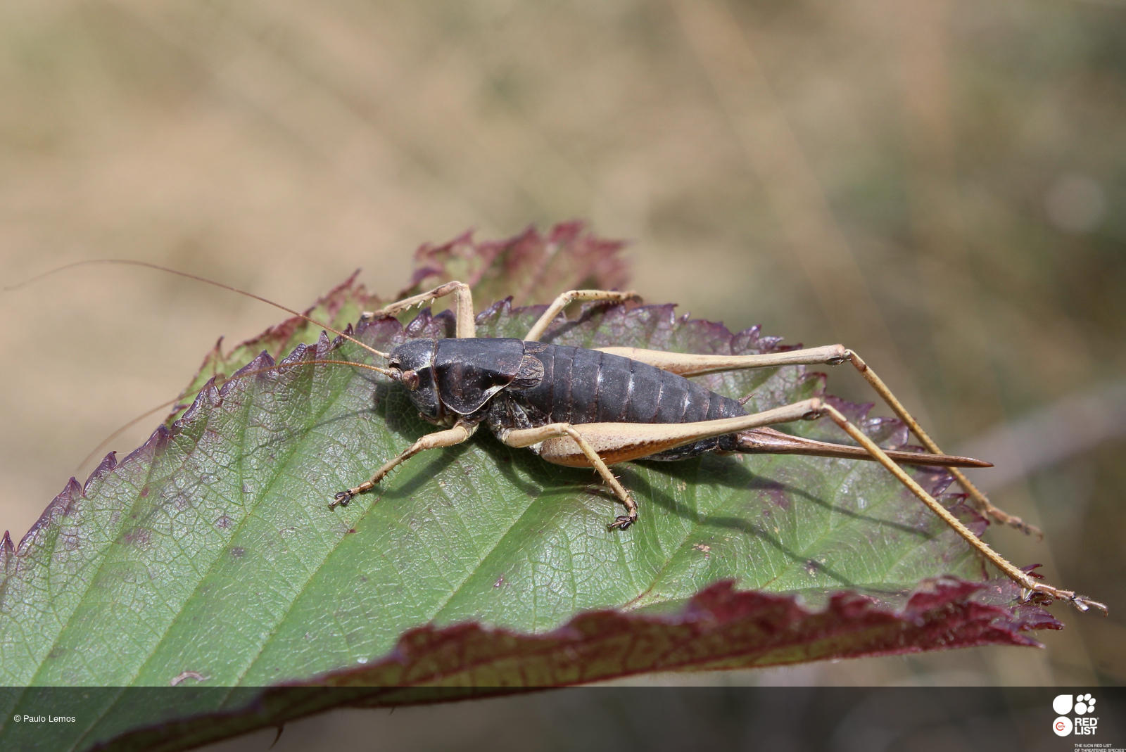 Antaxius florezi
