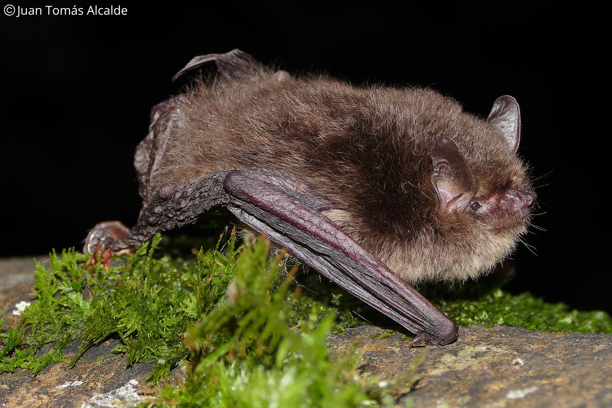 Myotis alcathoe