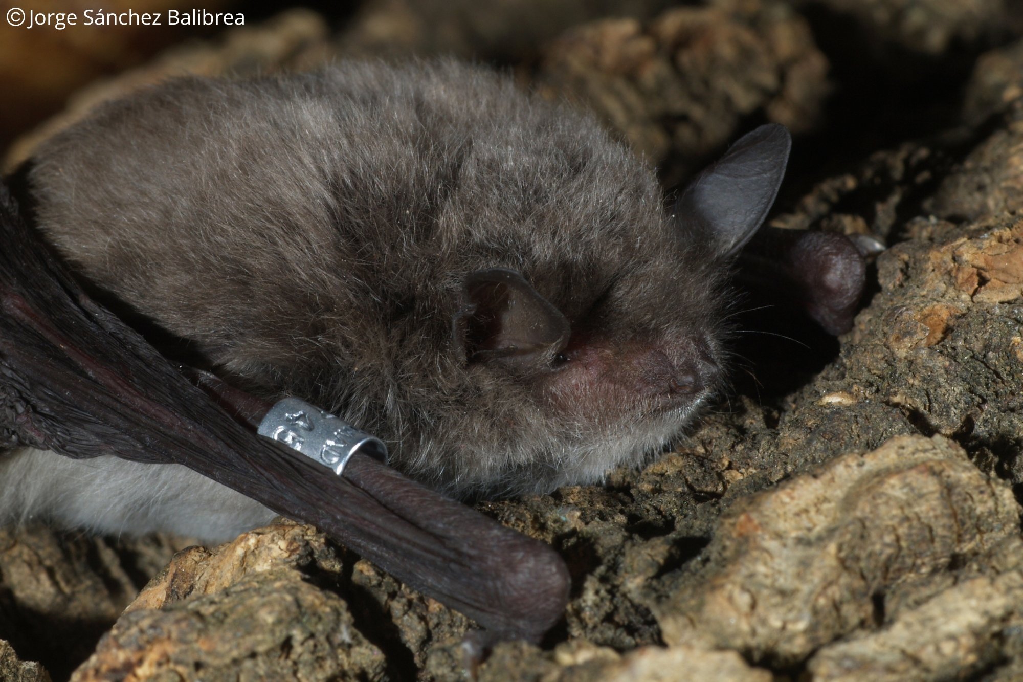 Myotis capaccinii