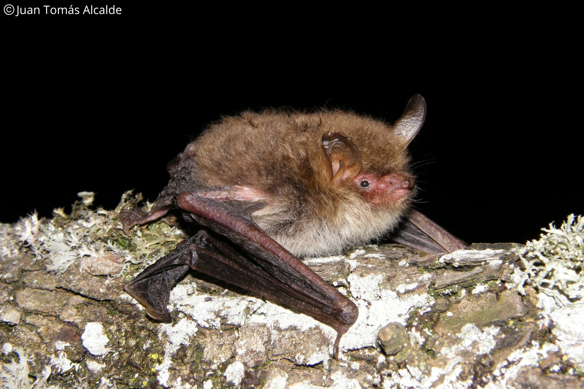 Myotis crypticus