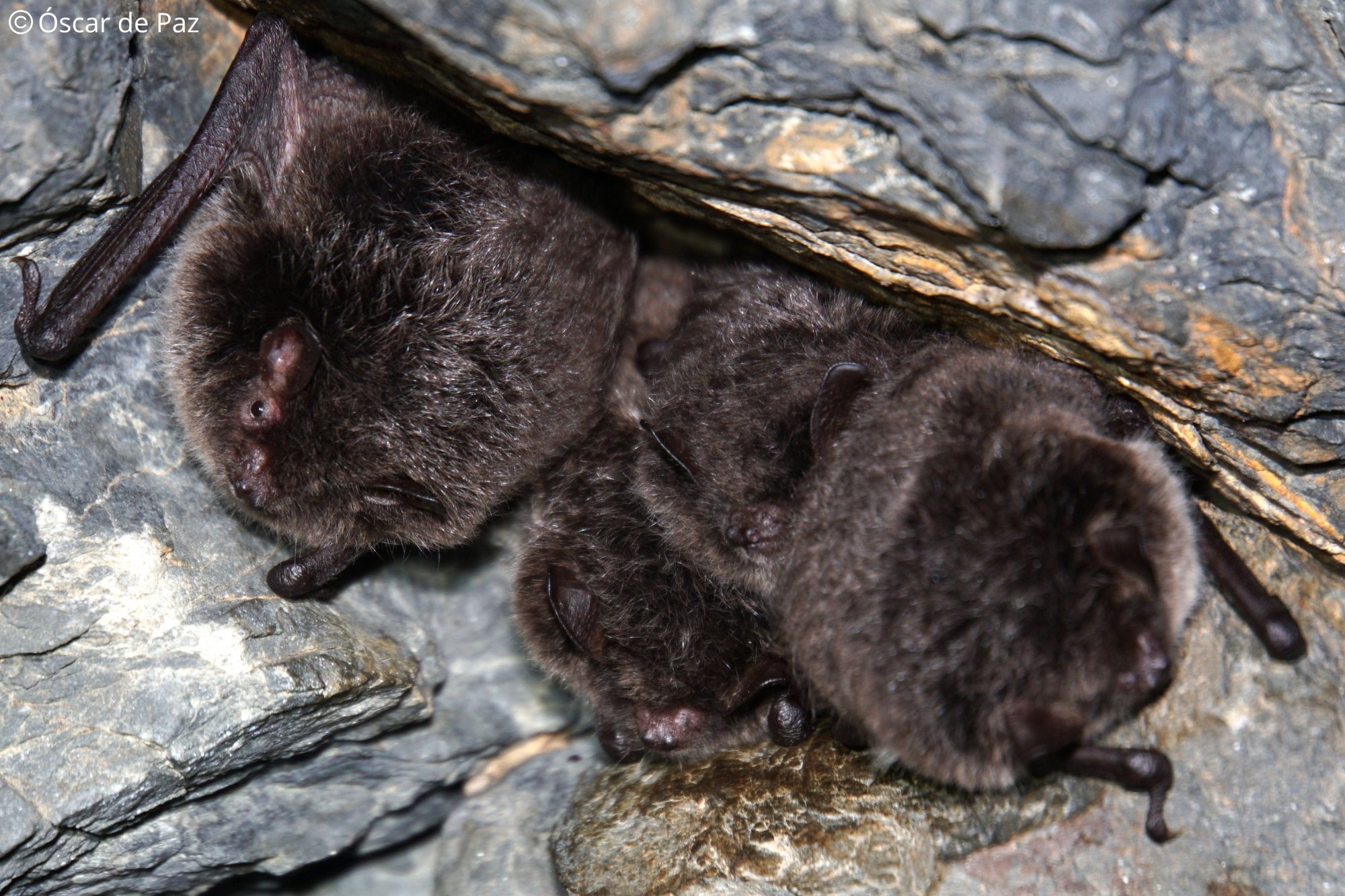 Myotis daubentonii