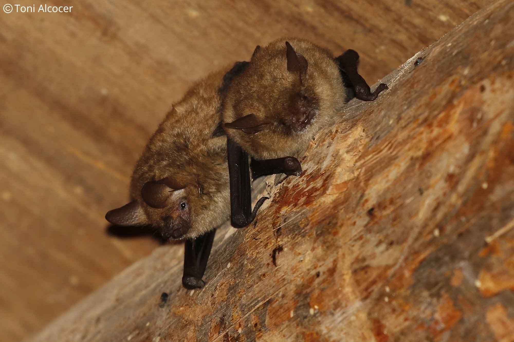 Myotis emarginatus