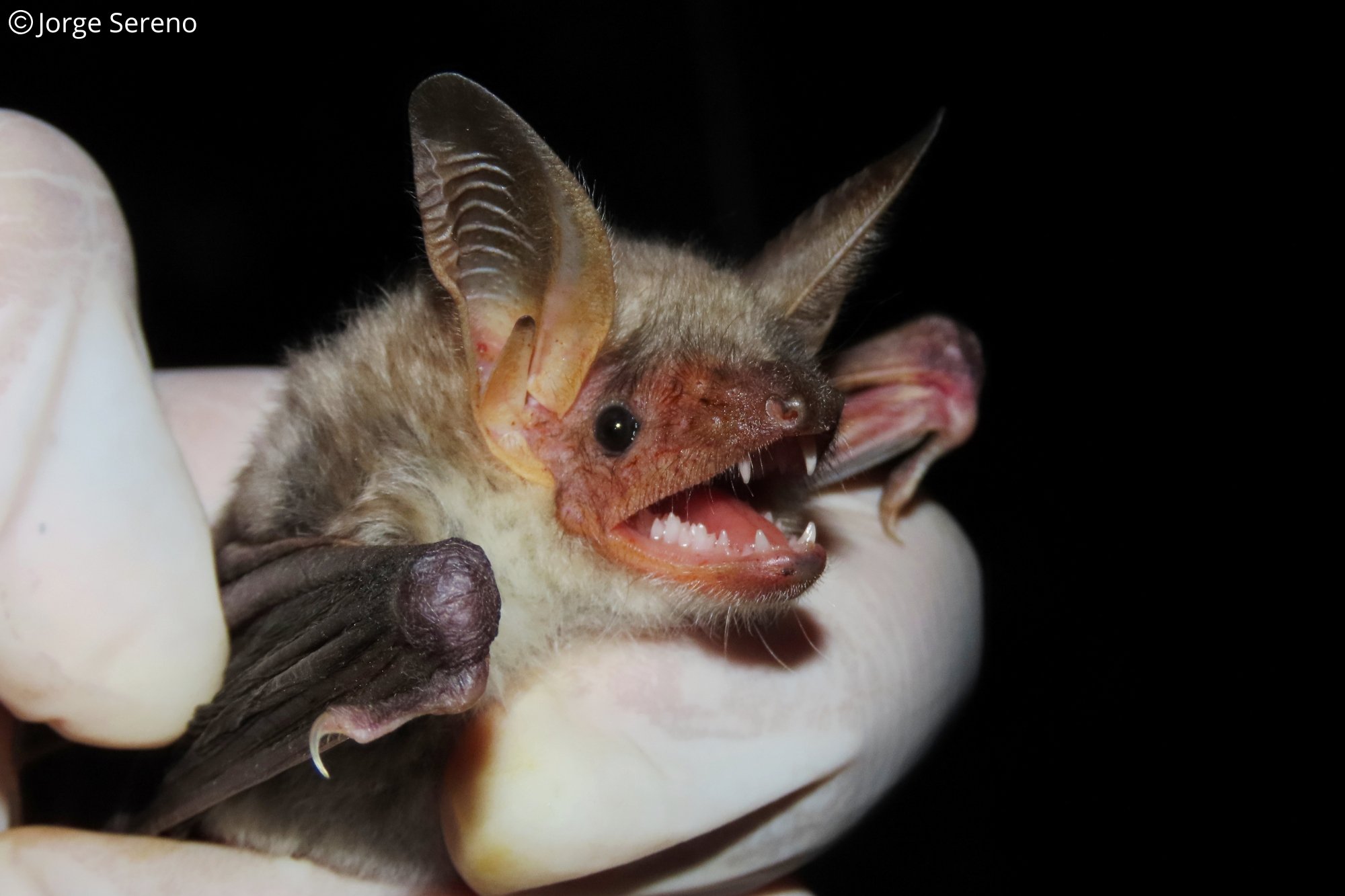 Myotis myotis
