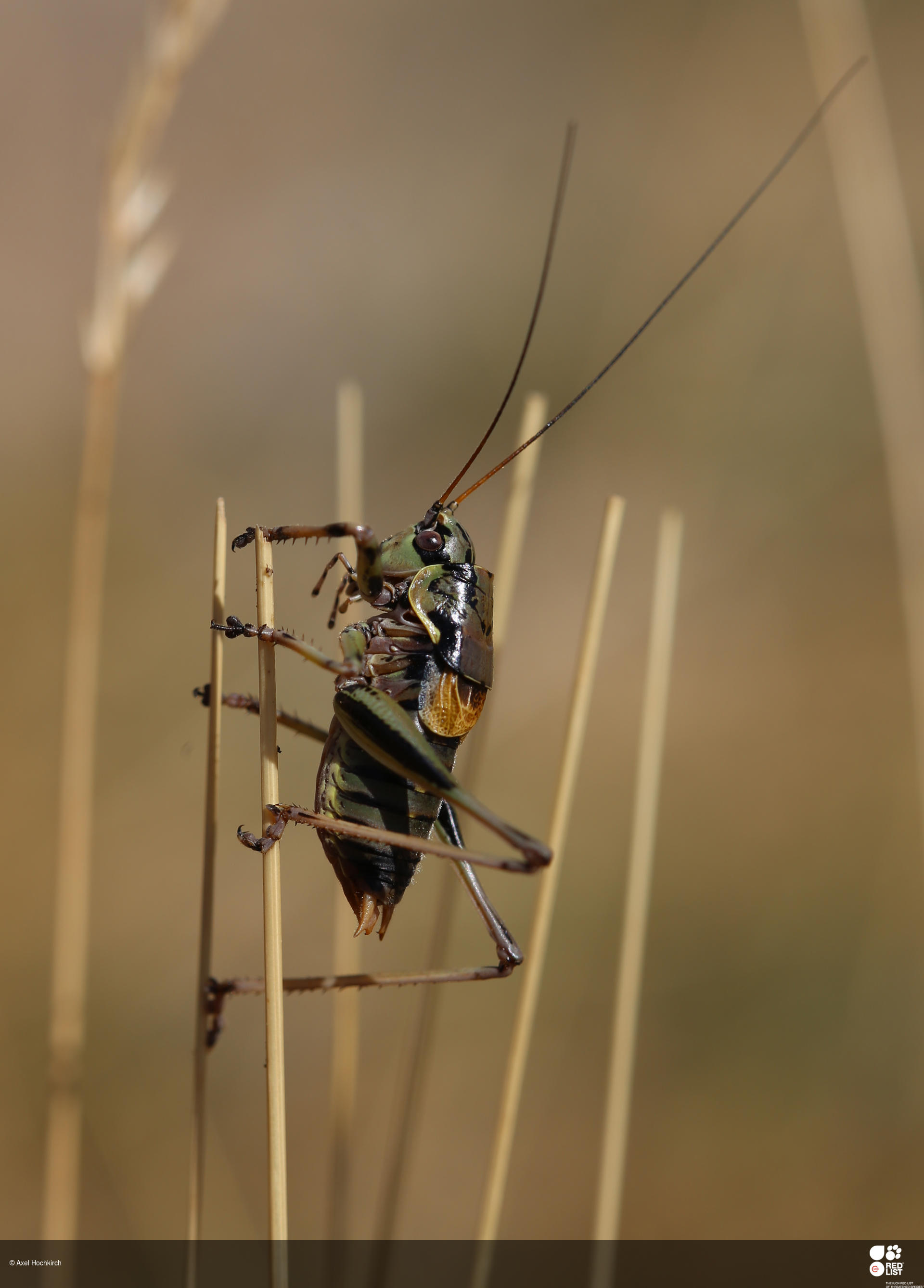 Antaxius hispanicus