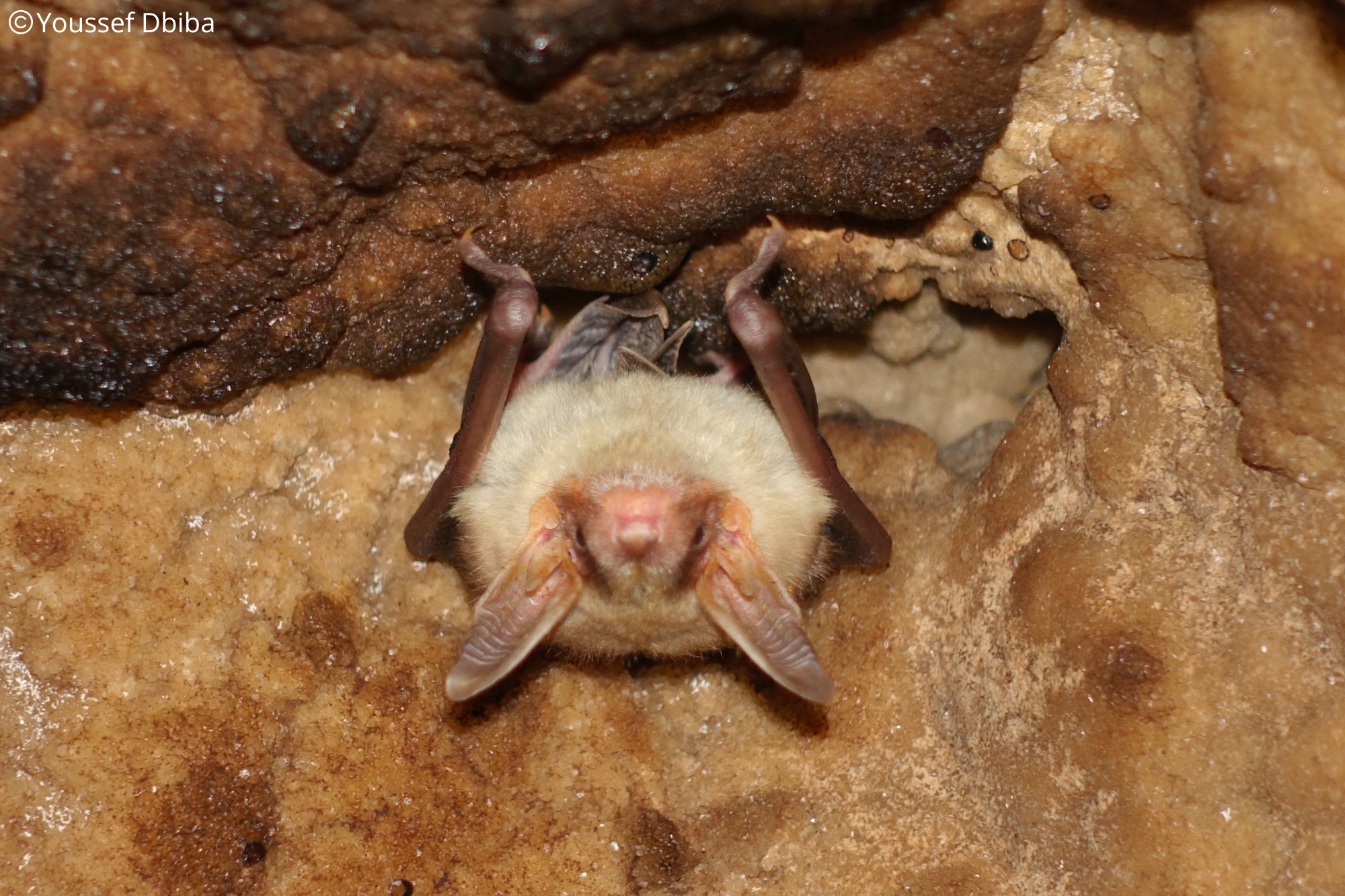 Myotis punicus