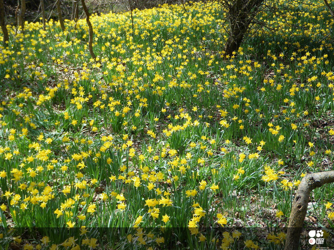 Narcissus eugeniae