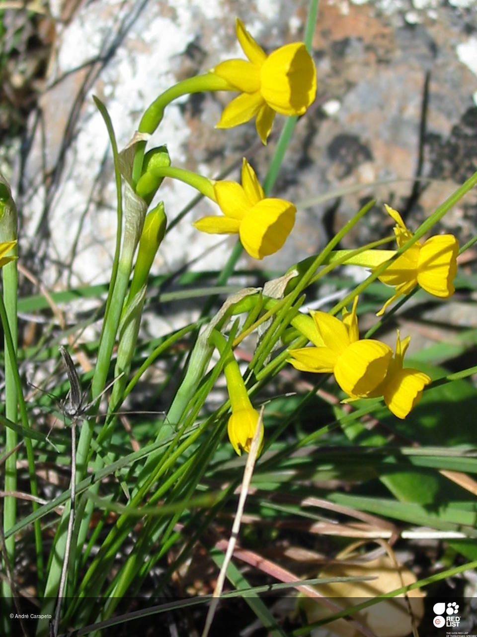 Narcissus gaditanus