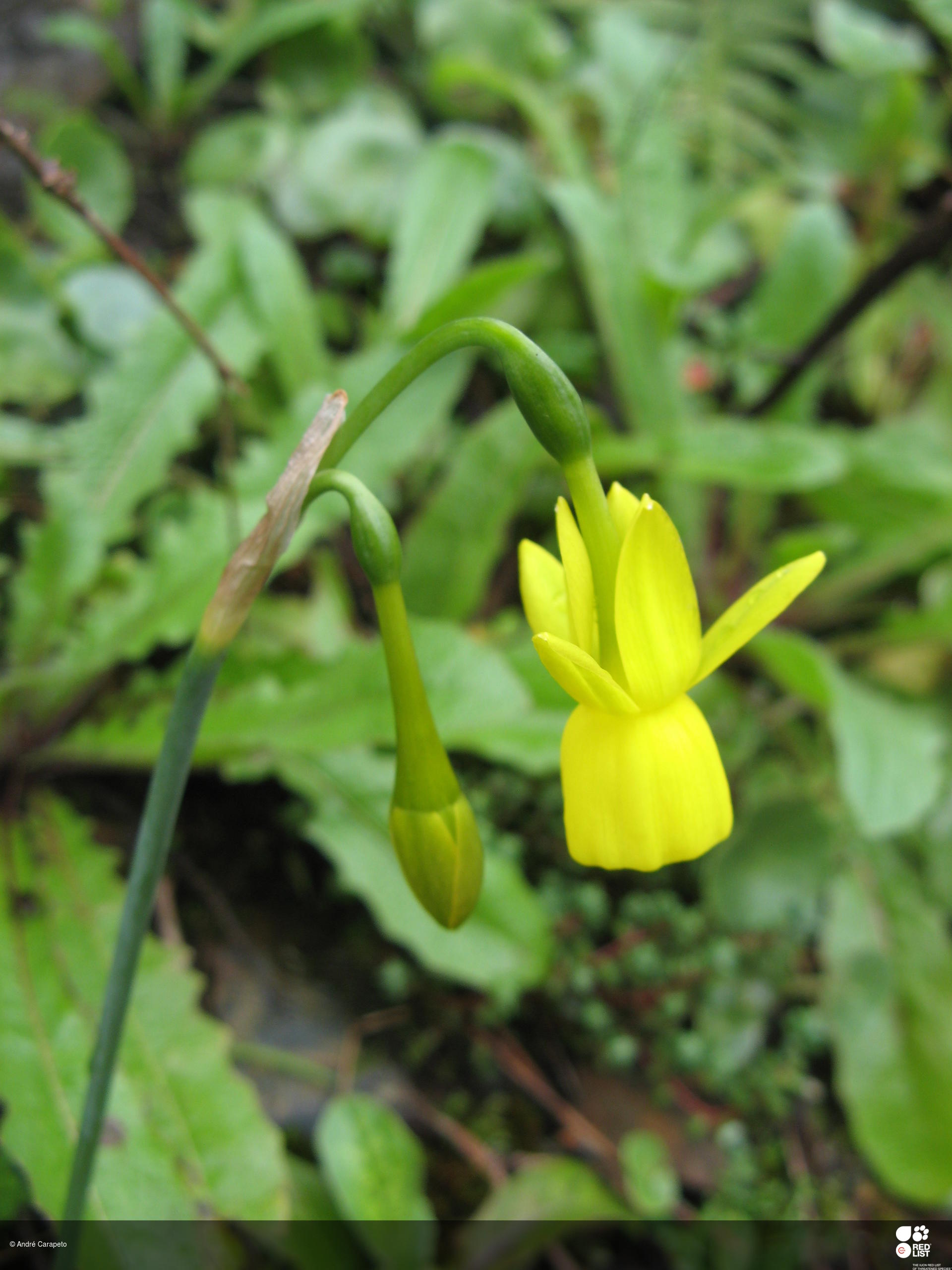 Narcissus lusitanicus