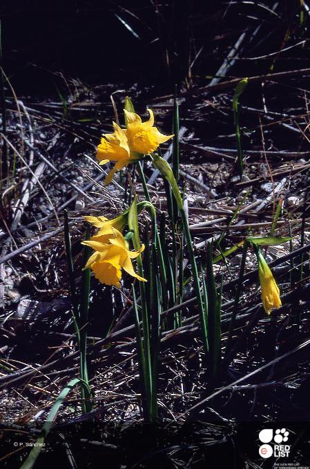 Narcissus nevadensis