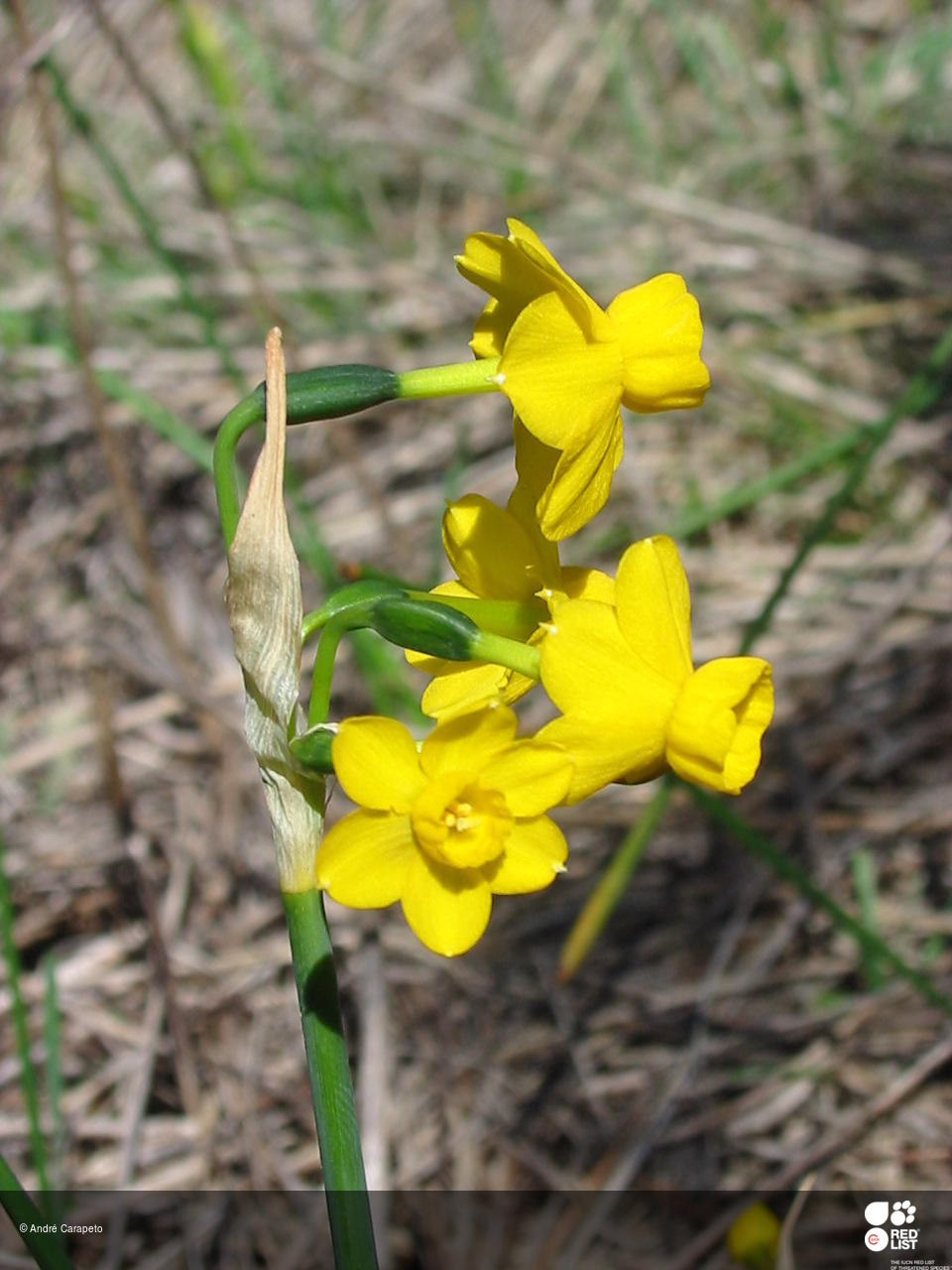 Narcissus willkommii