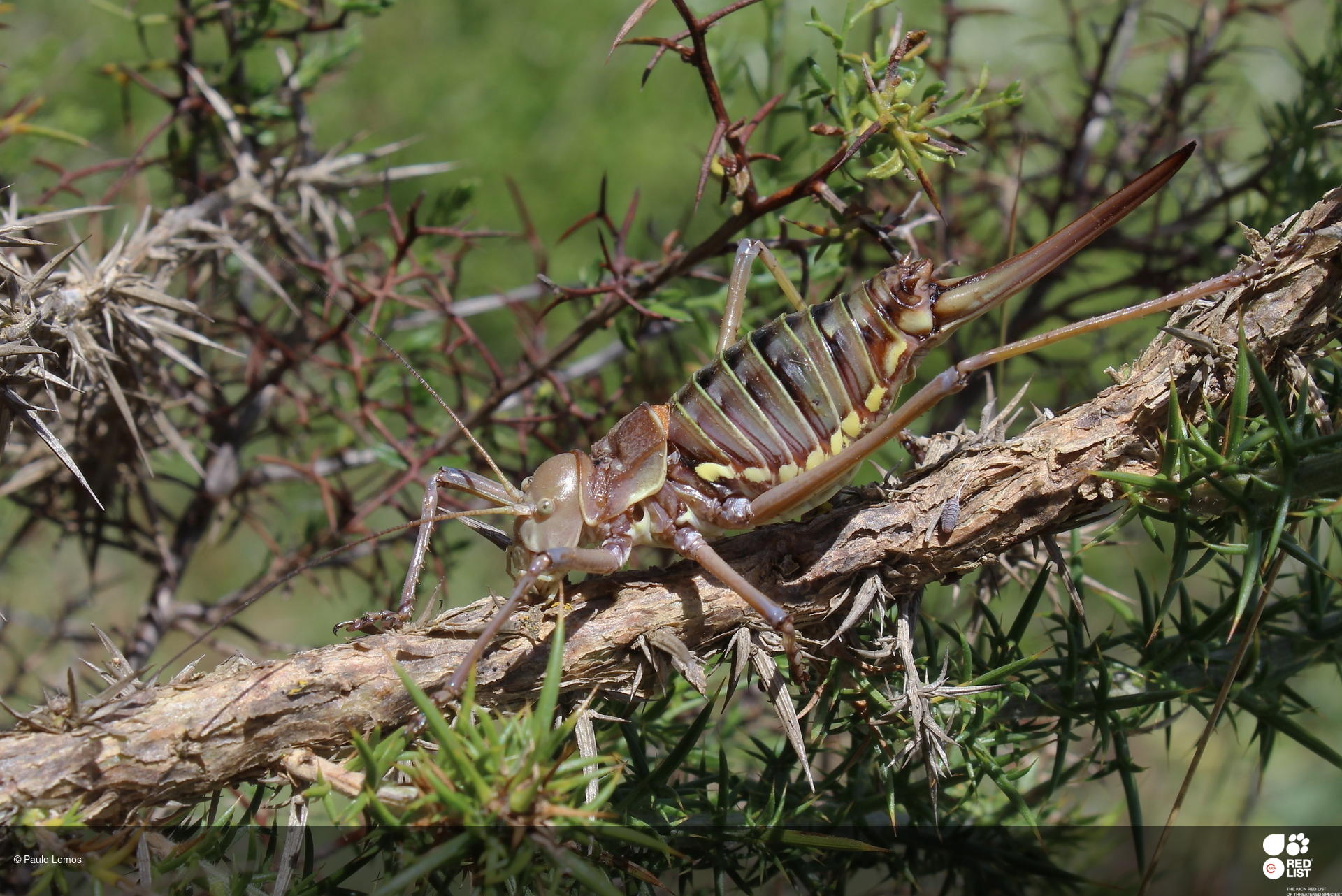 Neocallicrania lusitanica