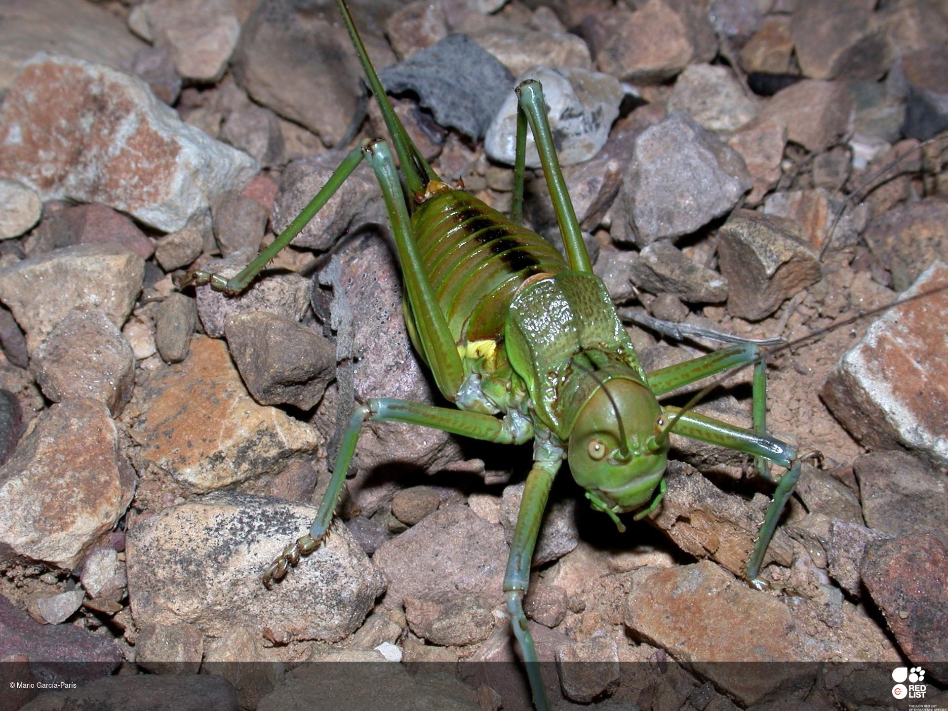 Neocallicrania miegii