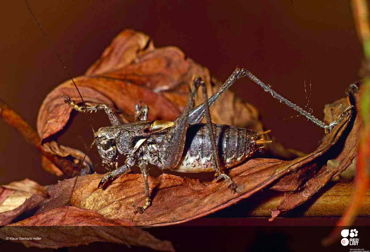 Antaxius kraussii