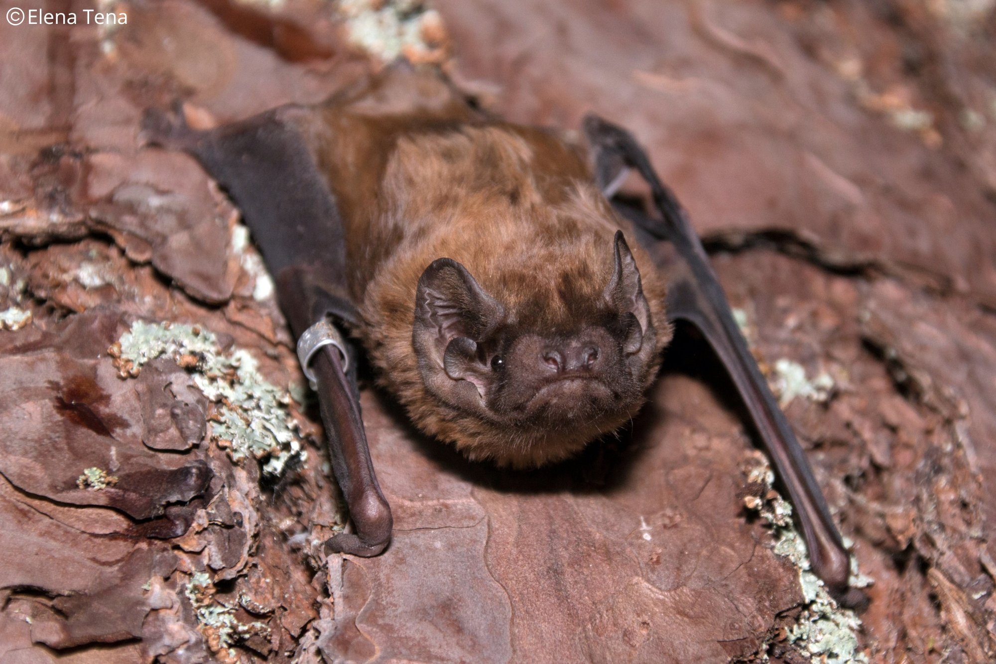 Nyctalus lasiopterus