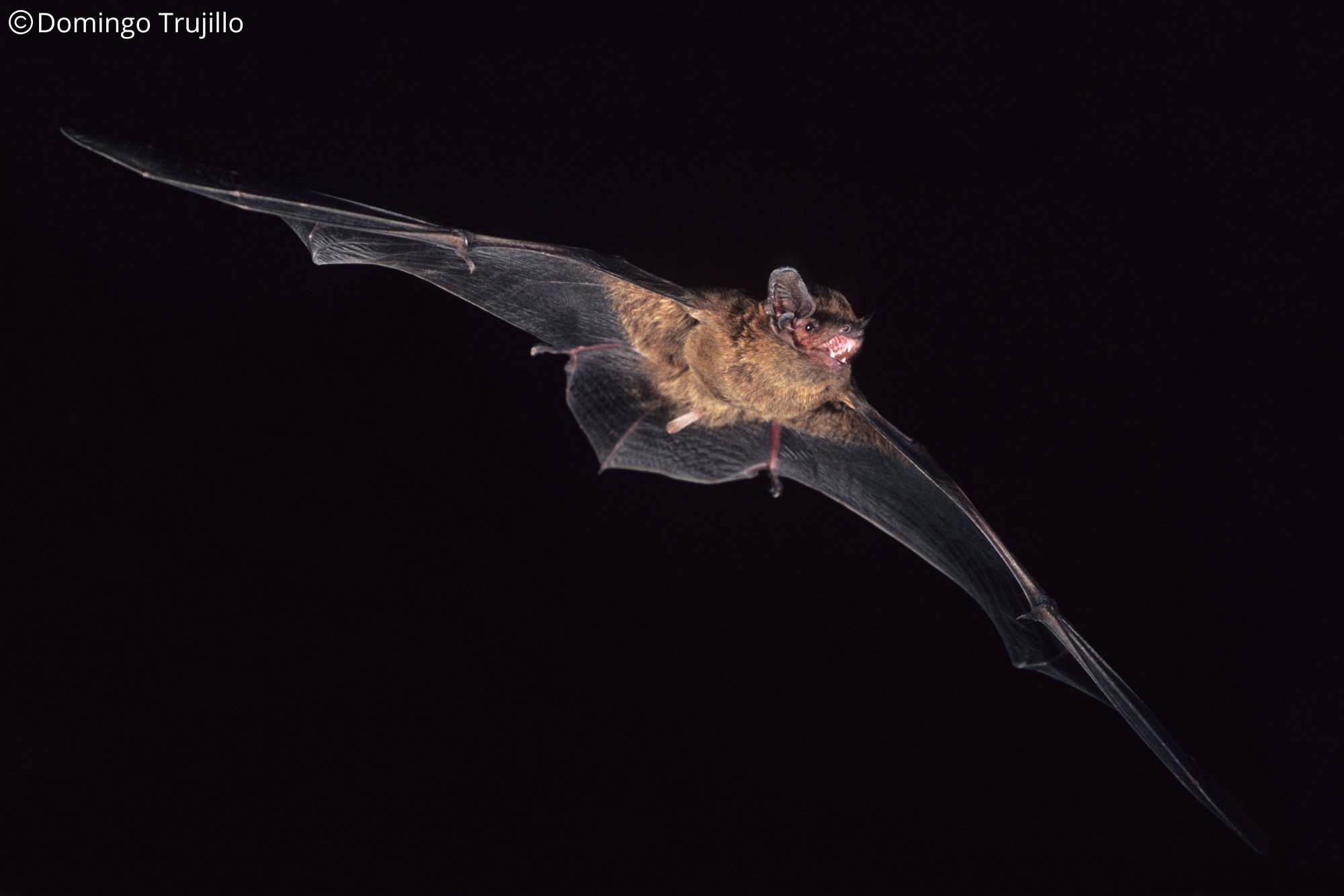 Nyctalus leisleri