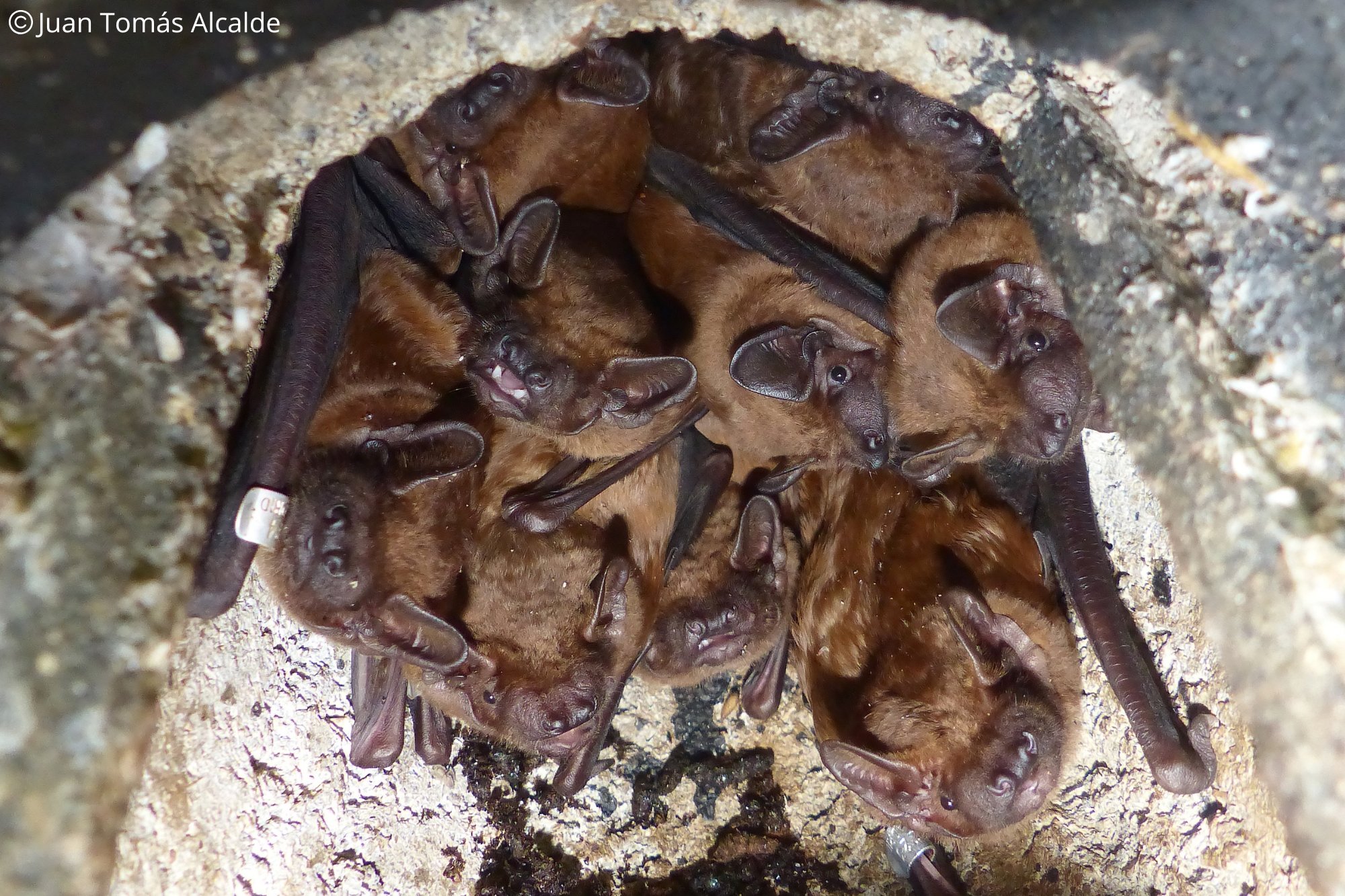 Nyctalus noctula