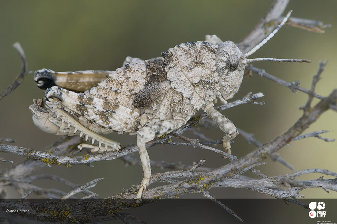 Ocnerodes brunnerii