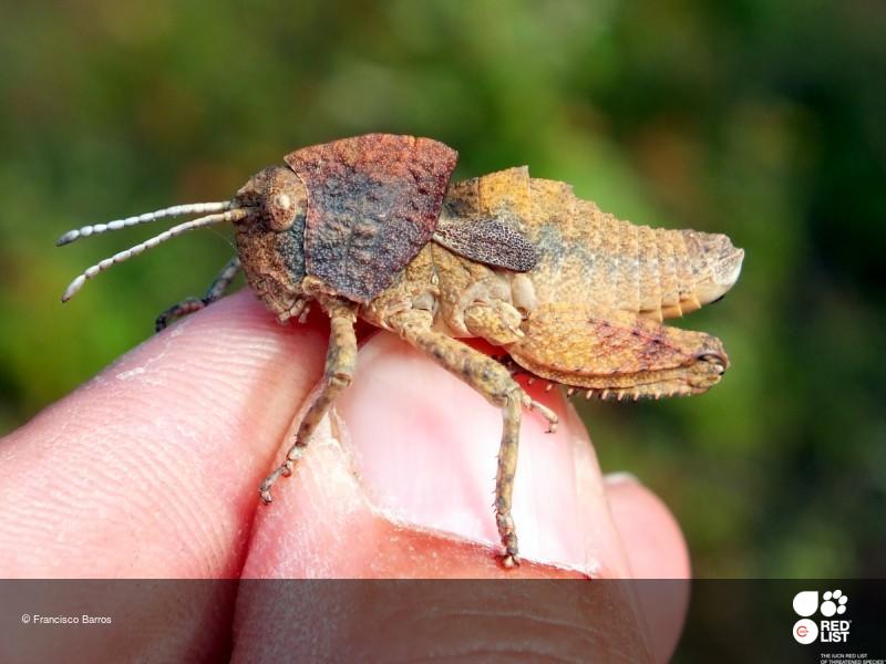 Ocnerodes fallaciosus