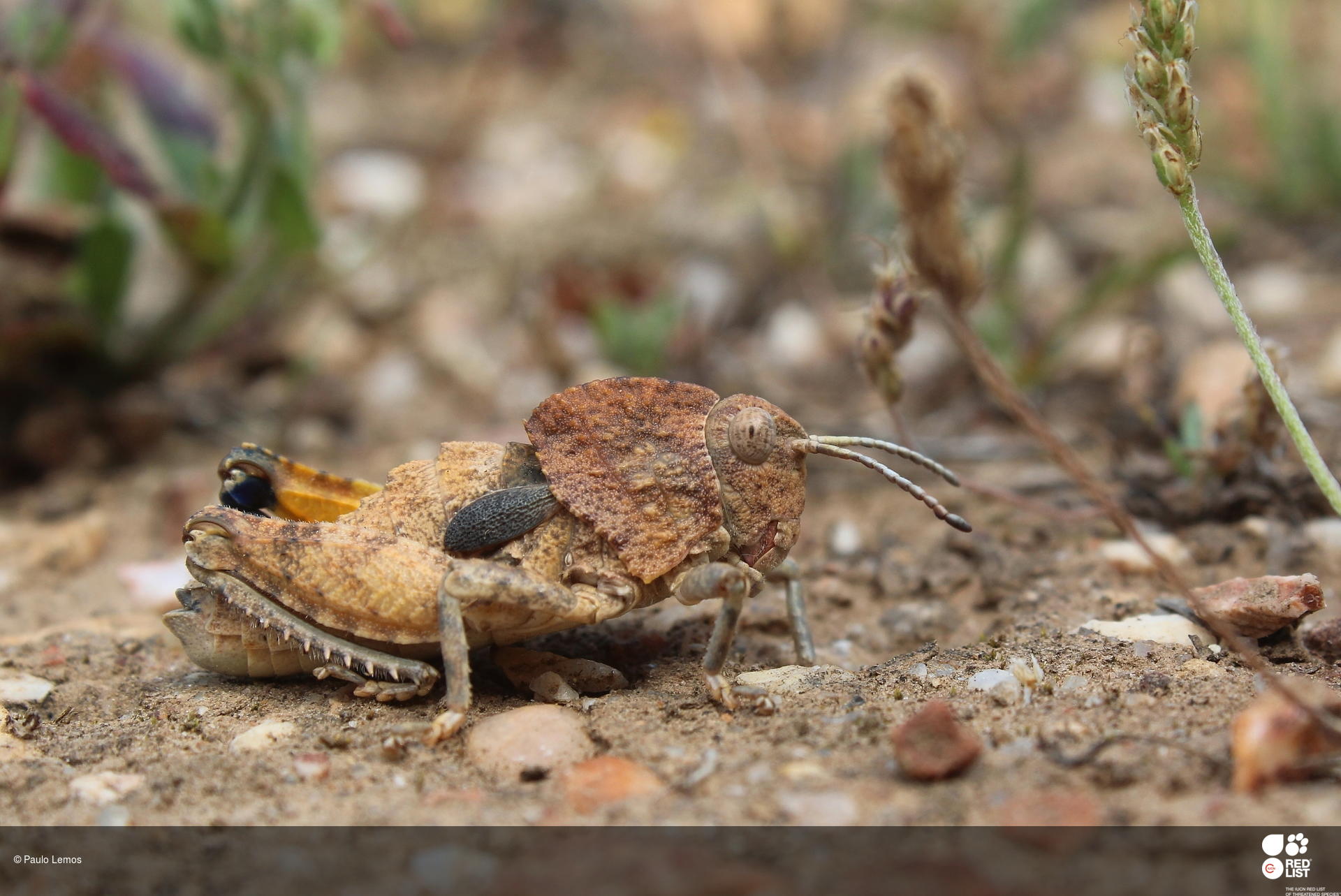 Ocnerodes prosternalis