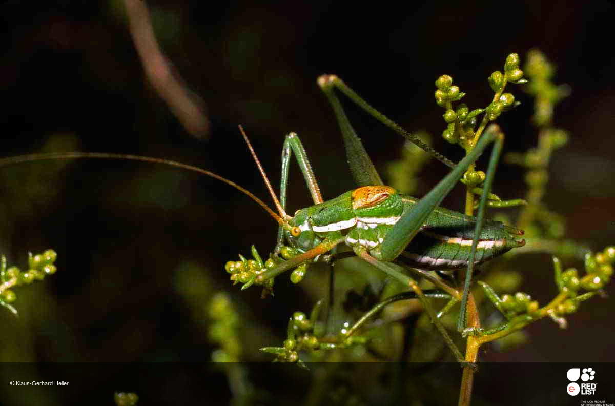 Odontura aspericauda