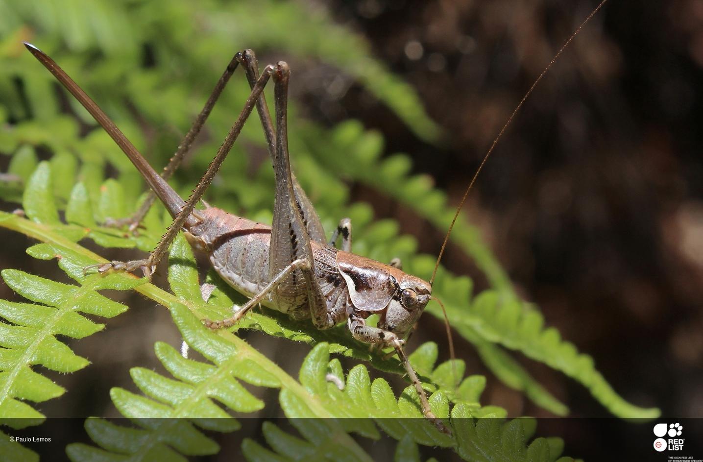 Antaxius spinibrachius